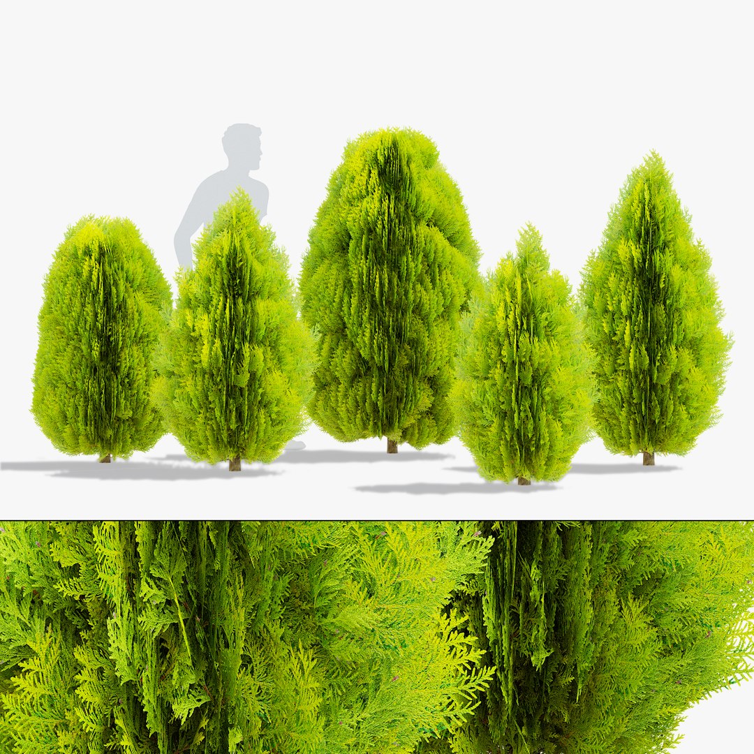 Thuja Orientalis Aurea Nana 3D Model - TurboSquid 2058595