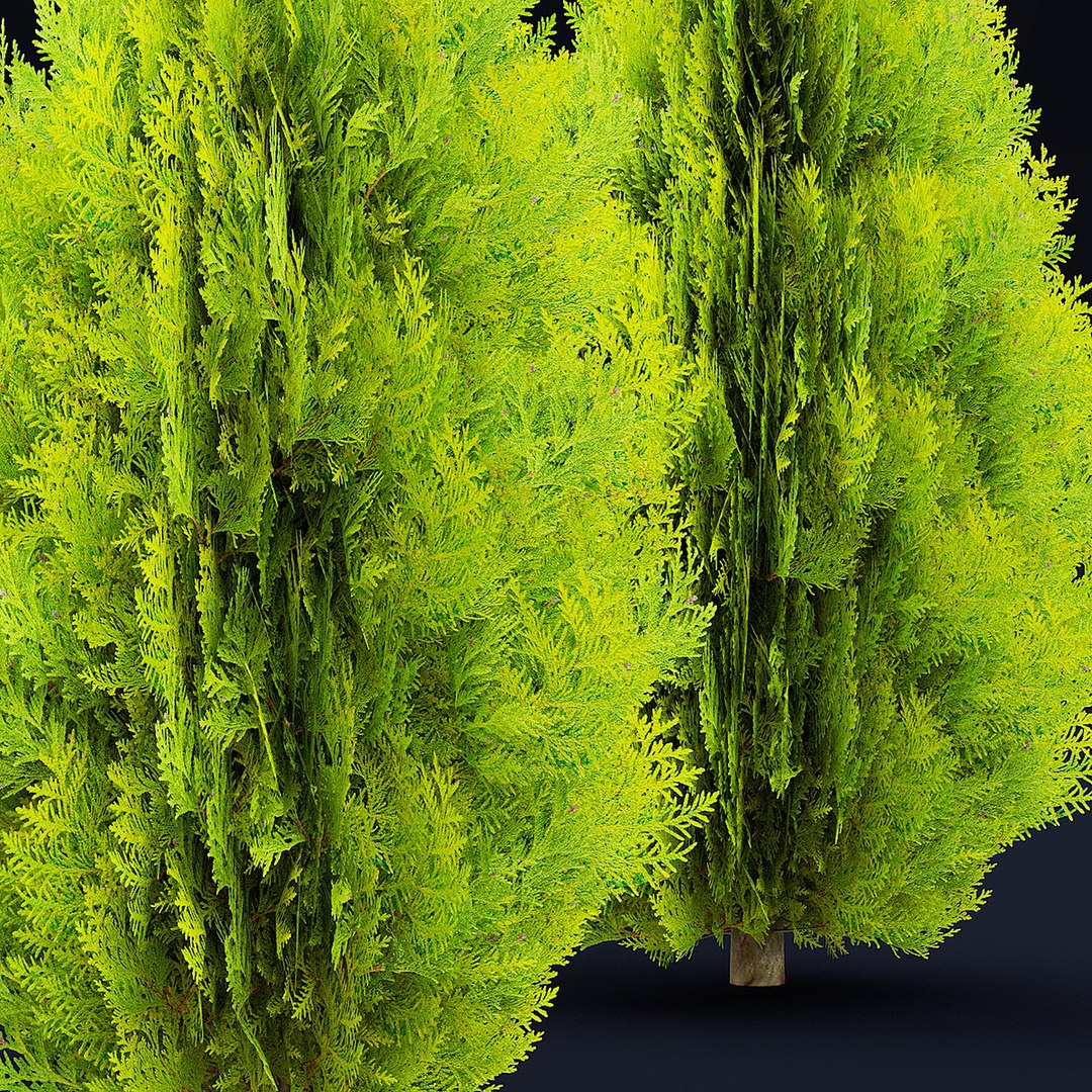 Thuja Orientalis Aurea Nana 3D Model - TurboSquid 2058595