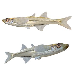 3D Inland Silverside fish