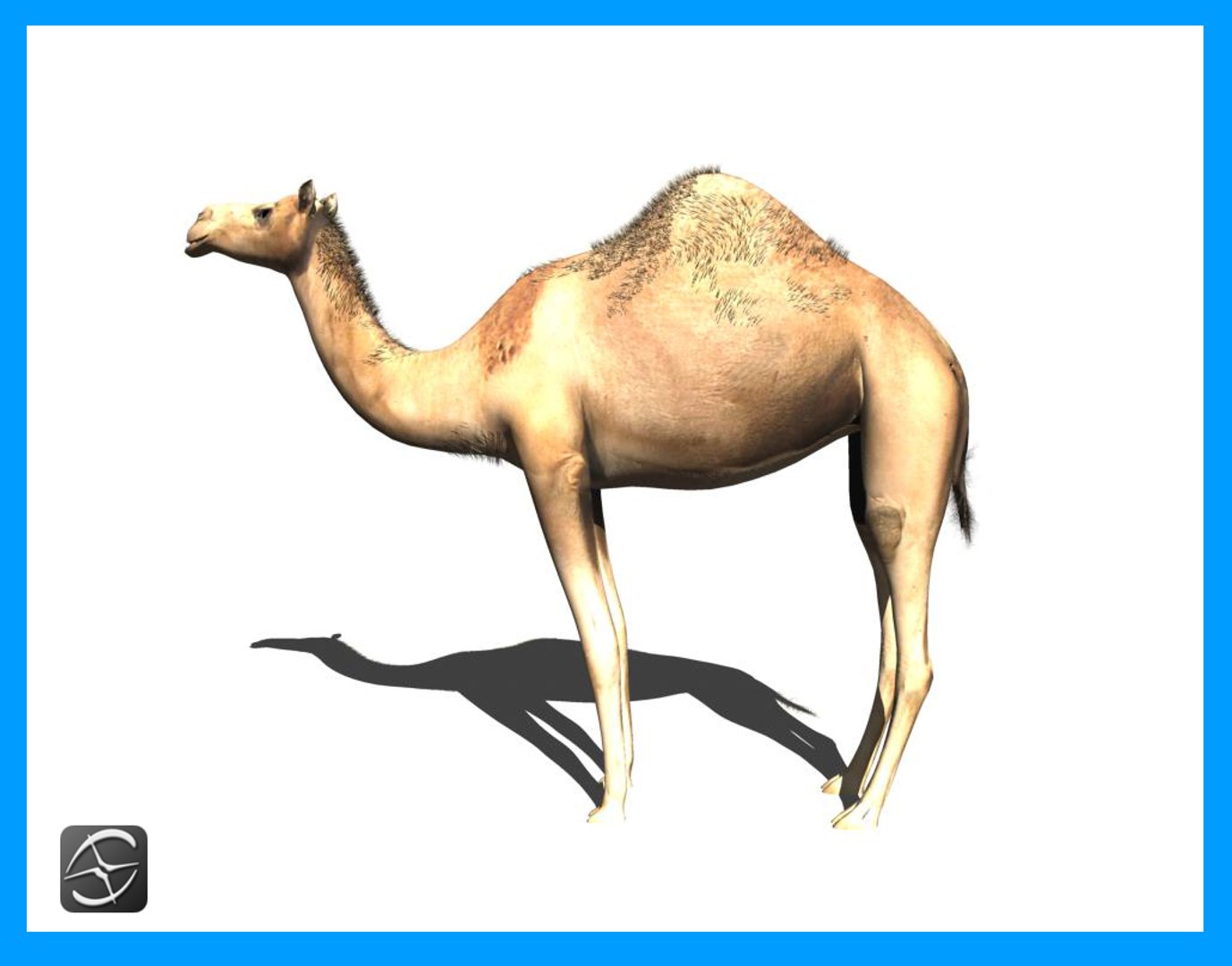3d camel https://p.turbosquid.com/ts-thumb/ku/FkbAQV/7MyREvZo/c12/jpg/1435597027/1920x1080/fit_q87/e713f22ce042b6f3ed46a5c37d865e7431ef93da/c12.jpg