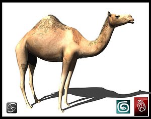 3d camel