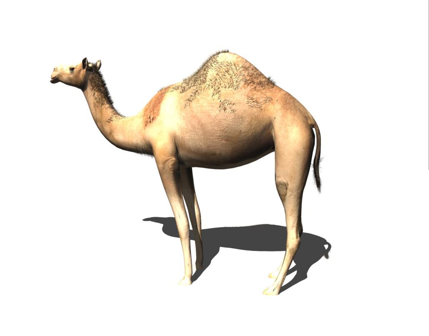 3d camel https://p.turbosquid.com/ts-thumb/ku/FkbAQV/jrWz2rFr/c3/jpg/1435597028/1920x1080/fit_q87/9311f331624a157bcc91fde7847b700f9bc1cc2e/c3.jpg