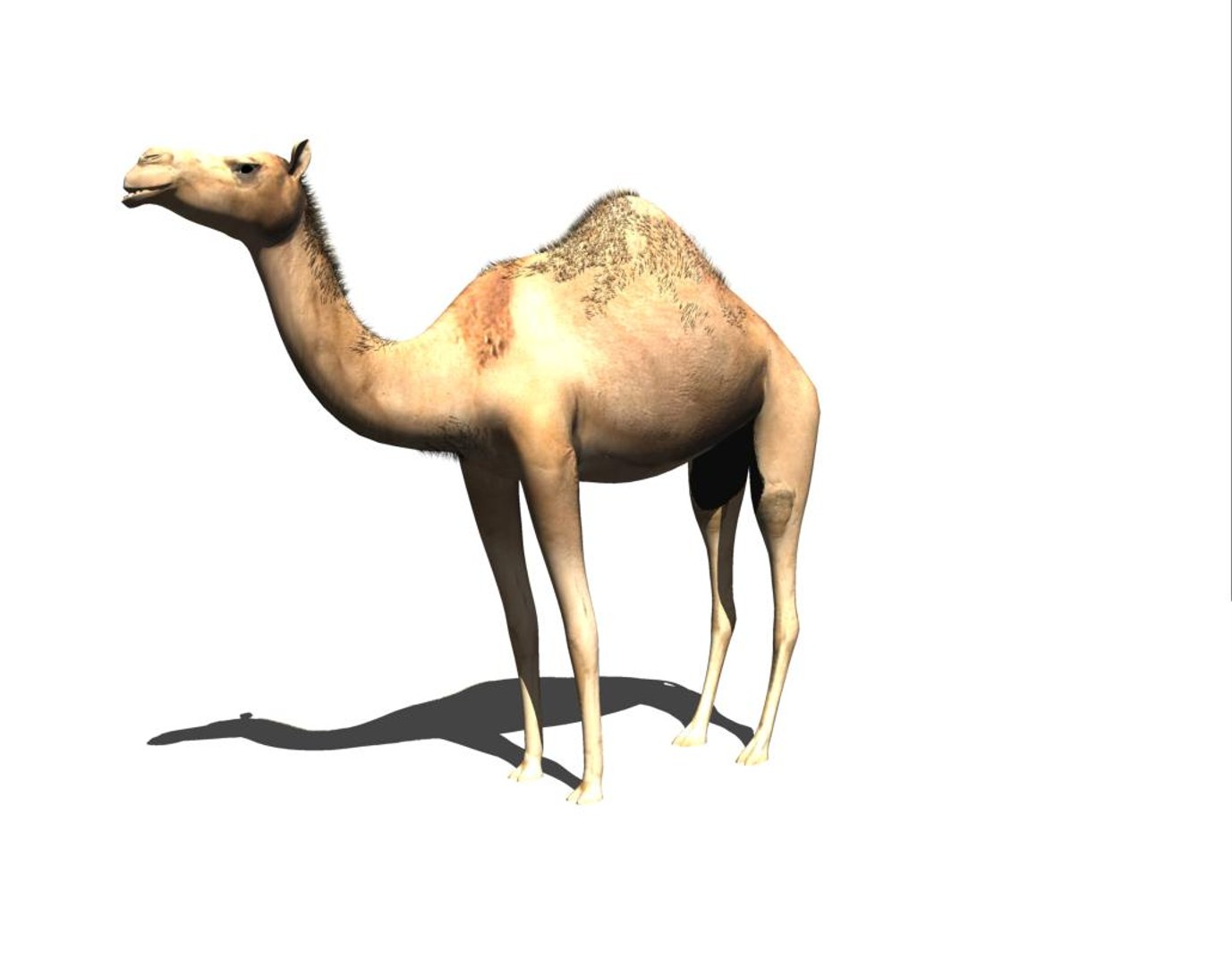 3d camel https://p.turbosquid.com/ts-thumb/ku/FkbAQV/sAkdviLg/c2/jpg/1435597028/1920x1080/fit_q87/0067344d2f5bd921827b48b98046954749a0d694/c2.jpg