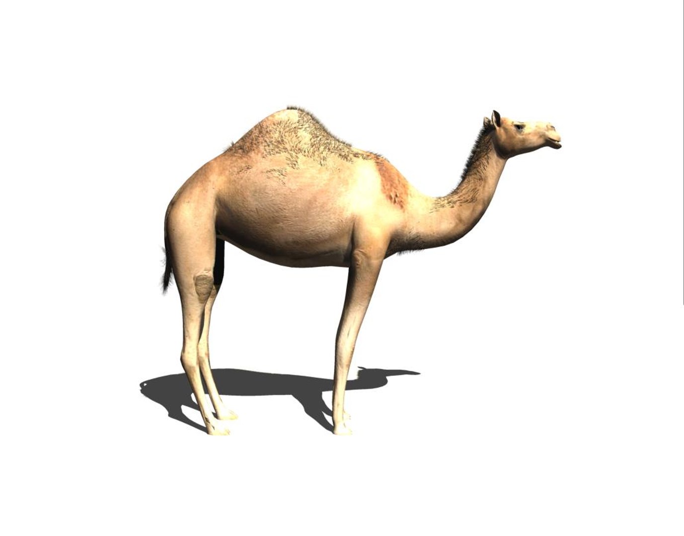 3d camel https://p.turbosquid.com/ts-thumb/ku/FkbAQV/sazLDLeS/c11/jpg/1435597028/1920x1080/fit_q87/b5920613fda51b4cc991b6f85a950d8fe685bbb7/c11.jpg