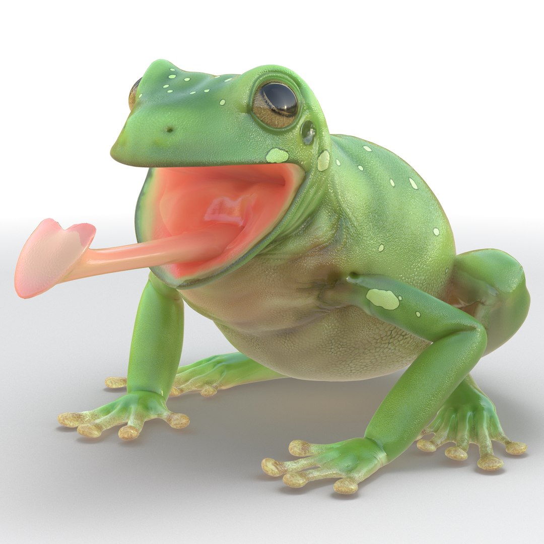 Australian Green Tree Frog Pose 3 3D Model 3D model preview
