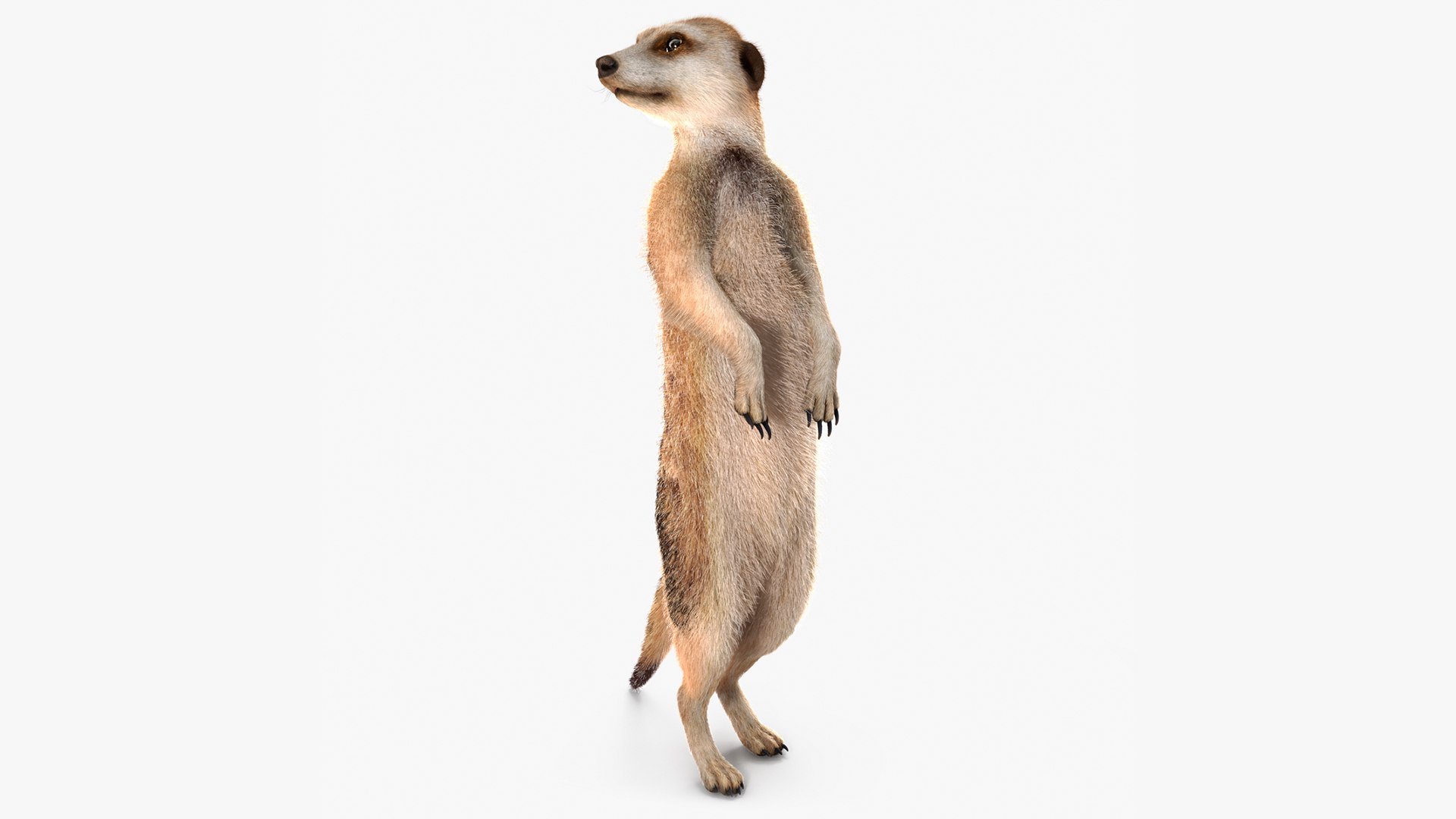 Meerkat Standing Pose Fur 3D model preview
