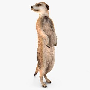 3D model Meerkat Standing Pose Fur