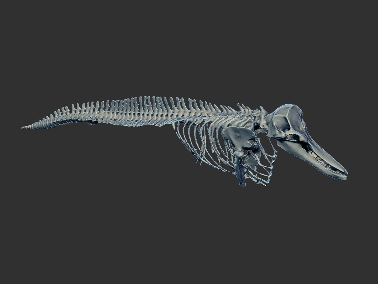 Dolphin Skeleton Hd Model - TurboSquid 1571203