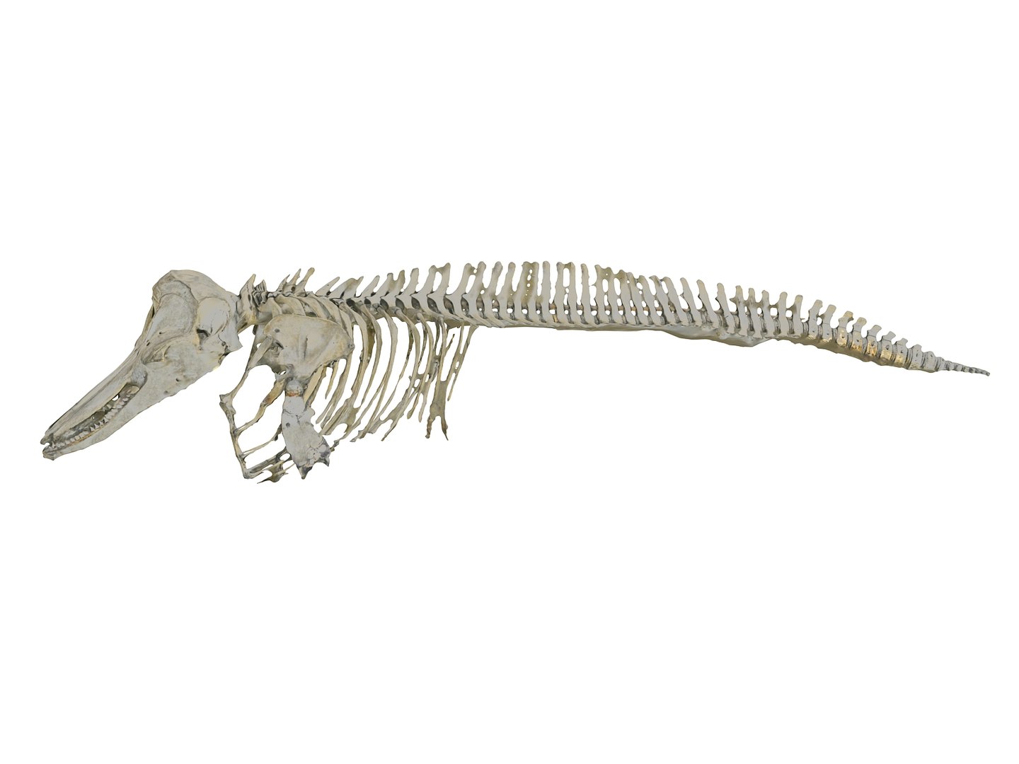 Dolphin Skeleton Hd Model - TurboSquid 1571203