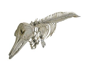 dolphin skeleton hd model