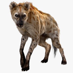 Hyena (Fur) (Rigged)