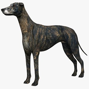 3D greyhound