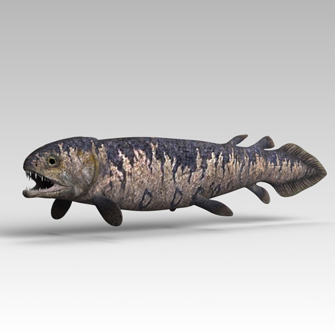 Rhizodus Coelacanth Model TurboSquid 1443201