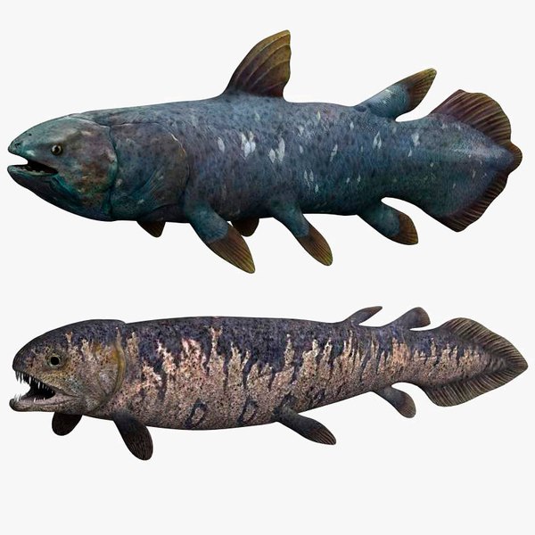 3d latimeria living fossil