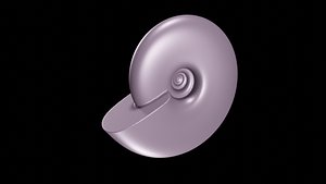 discocone conch smooth 3D model