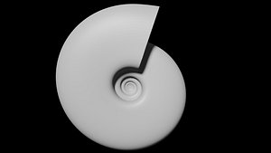 discocone conch smooth 3D model
