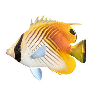 Threadfin Auriga  Butterflyfish 3D model