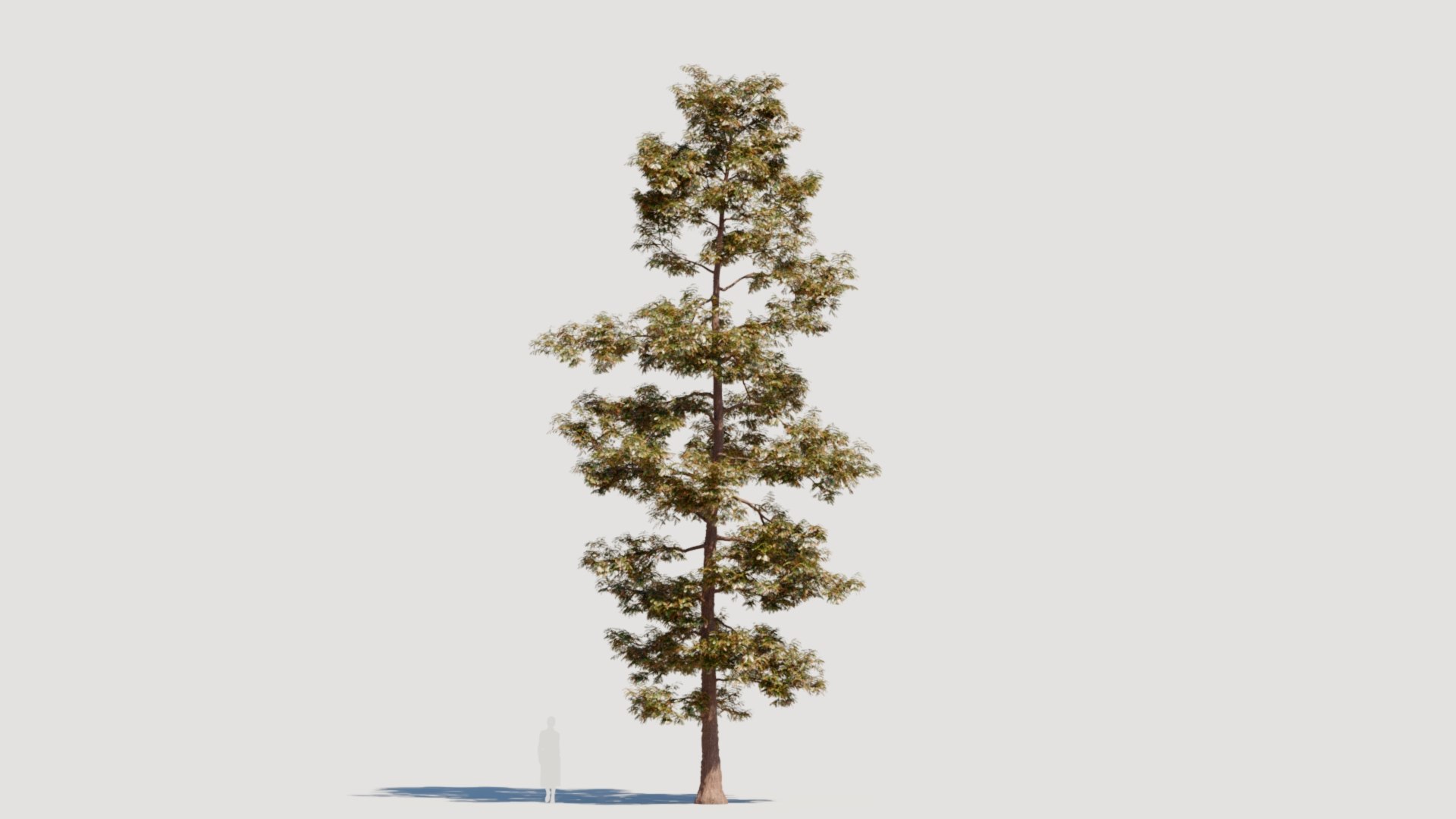 3D Metasequoia Glyptostroboides A - TurboSquid 2296789