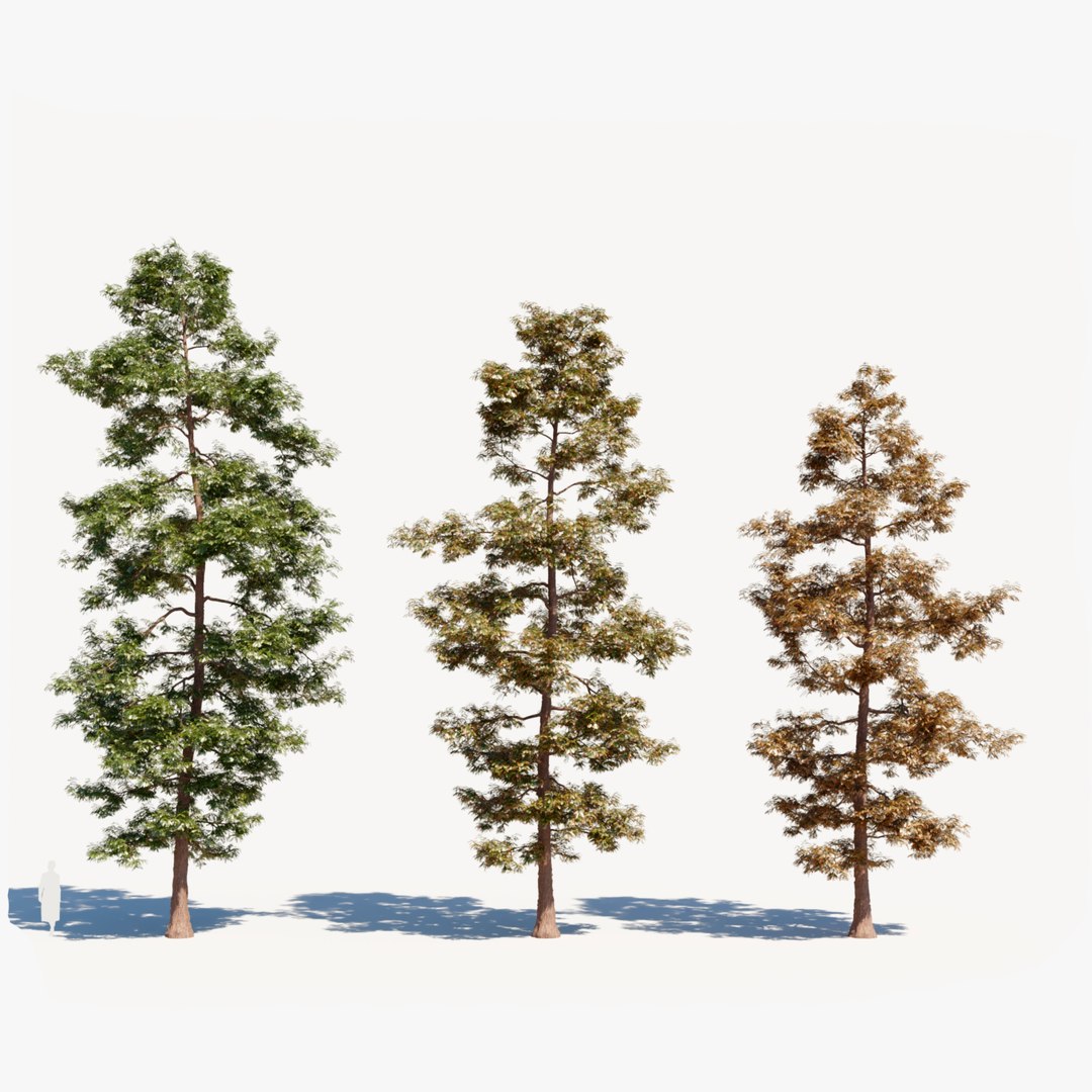 3D Metasequoia Glyptostroboides A - TurboSquid 2296789