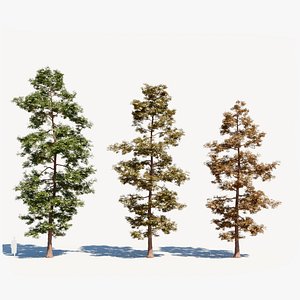 3D Metasequoia glyptostroboides a