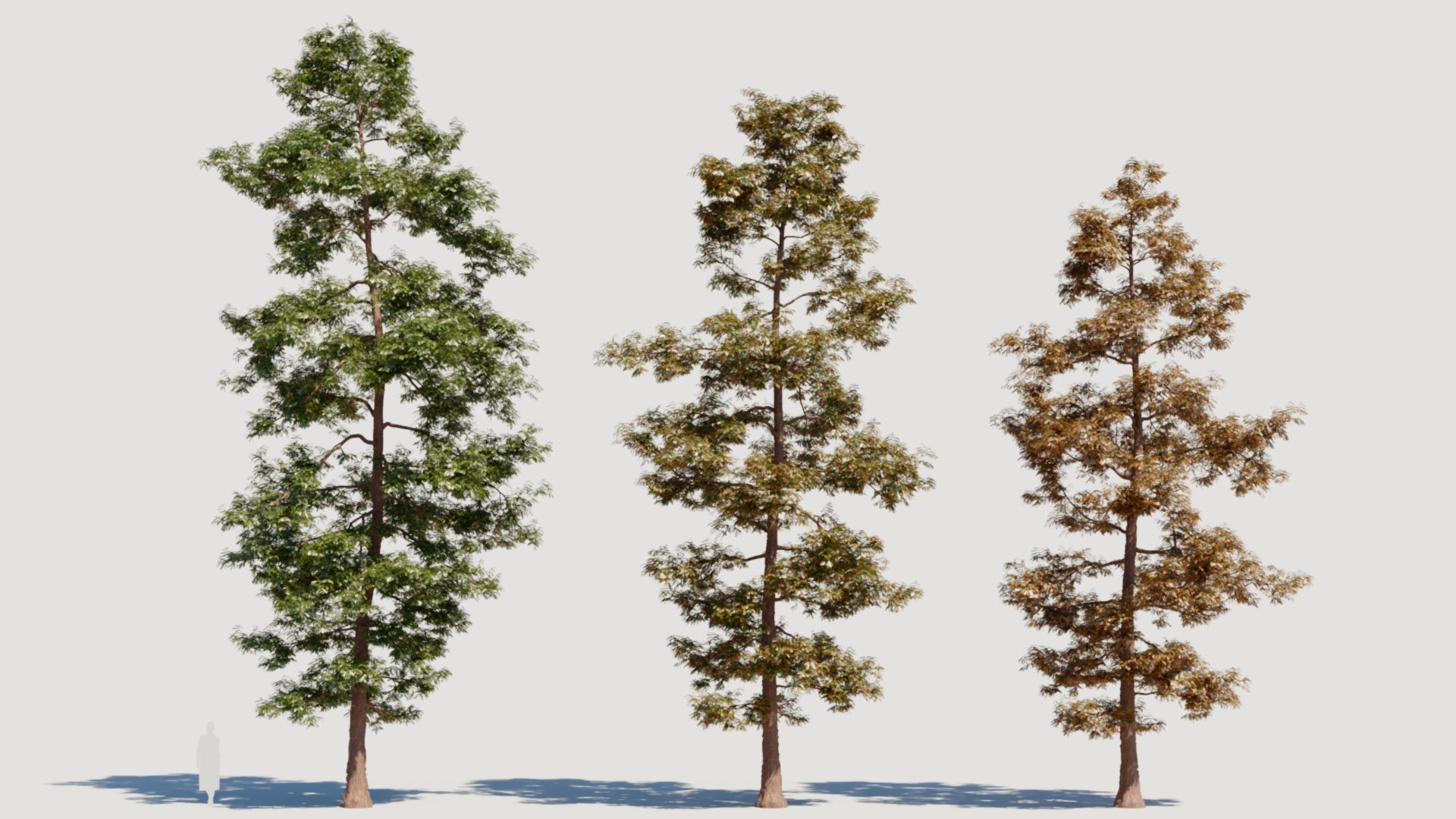 3D Metasequoia Glyptostroboides A - TurboSquid 2296789