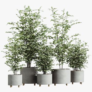 3D model AV HousePlants Alnus Glutinosa Alder Betulaceae Schwarzerle Betulus Hazel Erle Set02