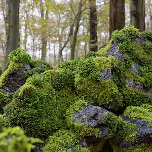 3D model moss 7 species stones