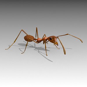 3D ant animations