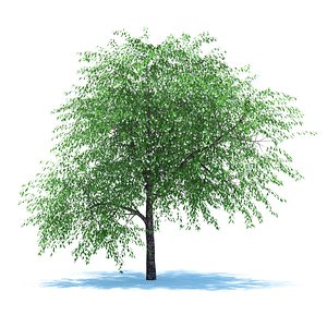 3d model tree cherry blossomed