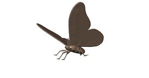 3D rothschildia sp moth