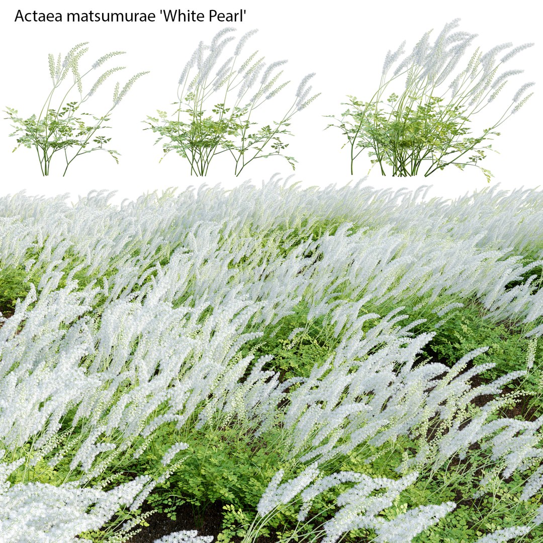 3D Actaea Matsumurae - White Pearl 02 Model - TurboSquid 1968176