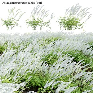 3D Actaea matsumurae - White Pearl 02 model