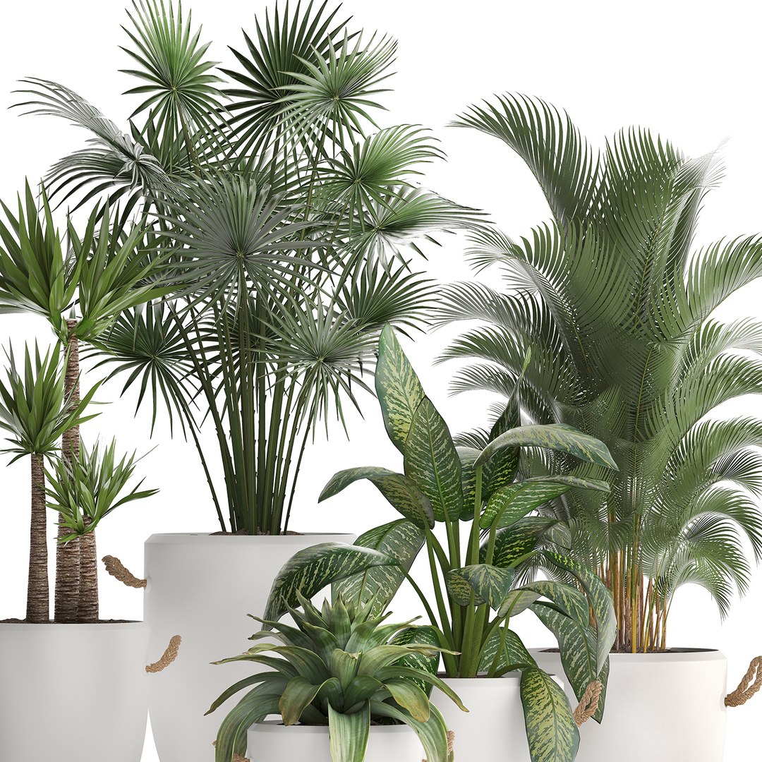 plants exotic 3D https://p.turbosquid.com/ts-thumb/kw/TjAAjG/0kyOFD89/plantset2101202004/jpg/1579693969/1920x1080/fit_q87/b54985c5596b8f1007c2abe1f82fb99467b5c255/plantset2101202004.jpg