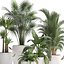 Collection of Exotic Plants 436