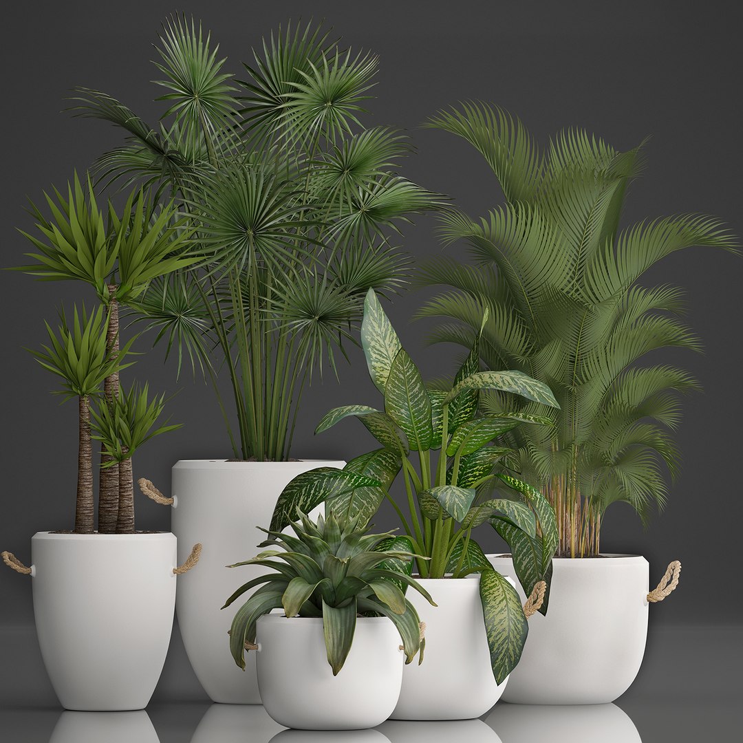 plants exotic 3D https://p.turbosquid.com/ts-thumb/kw/TjAAjG/AshO8P6E/plantset2101202002/jpg/1579693969/1920x1080/fit_q87/79aab2fafbc9da03139b172f63eed9b4f8e172cb/plantset2101202002.jpg