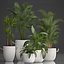 Collection of Exotic Plants 436