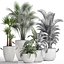 Collection of Exotic Plants 436
