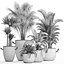 Collection of Exotic Plants 436