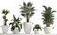 Collection of Exotic Plants 436