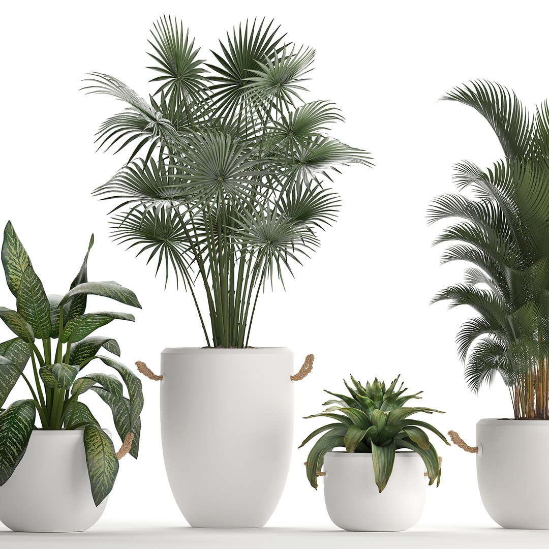 plants exotic 3D https://p.turbosquid.com/ts-thumb/kw/TjAAjG/hn6GtkcI/plantset2101202006/jpg/1579693969/1920x1080/fit_q87/1cf319129d6554bc1b42ddfe280469bda2943972/plantset2101202006.jpg