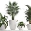 Collection of Exotic Plants 436