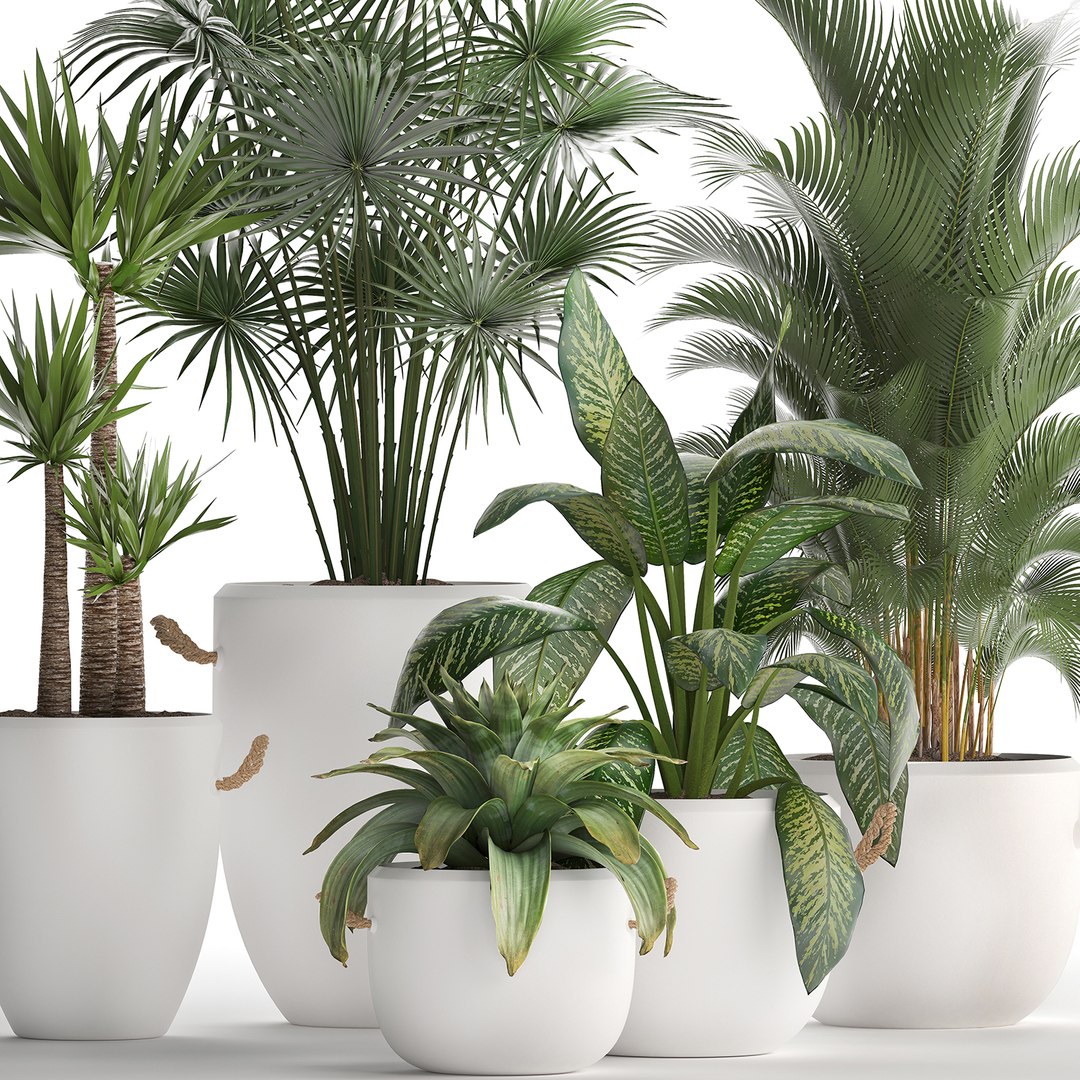 plants exotic 3D https://p.turbosquid.com/ts-thumb/kw/TjAAjG/i8jxUl3g/plantset2101202003/jpg/1579693969/1920x1080/fit_q87/d008779f23438f934e728ecbe0de19a486f79835/plantset2101202003.jpg