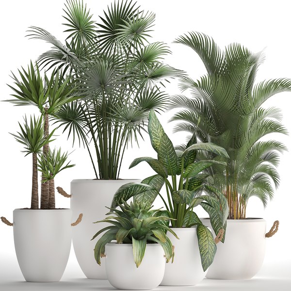 3D plants exotic palm tree - TurboSquid 1476664