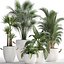 Collection of Exotic Plants 436