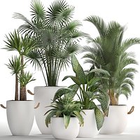Collection of Exotic Plants 436