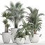 Collection of Exotic Plants 436