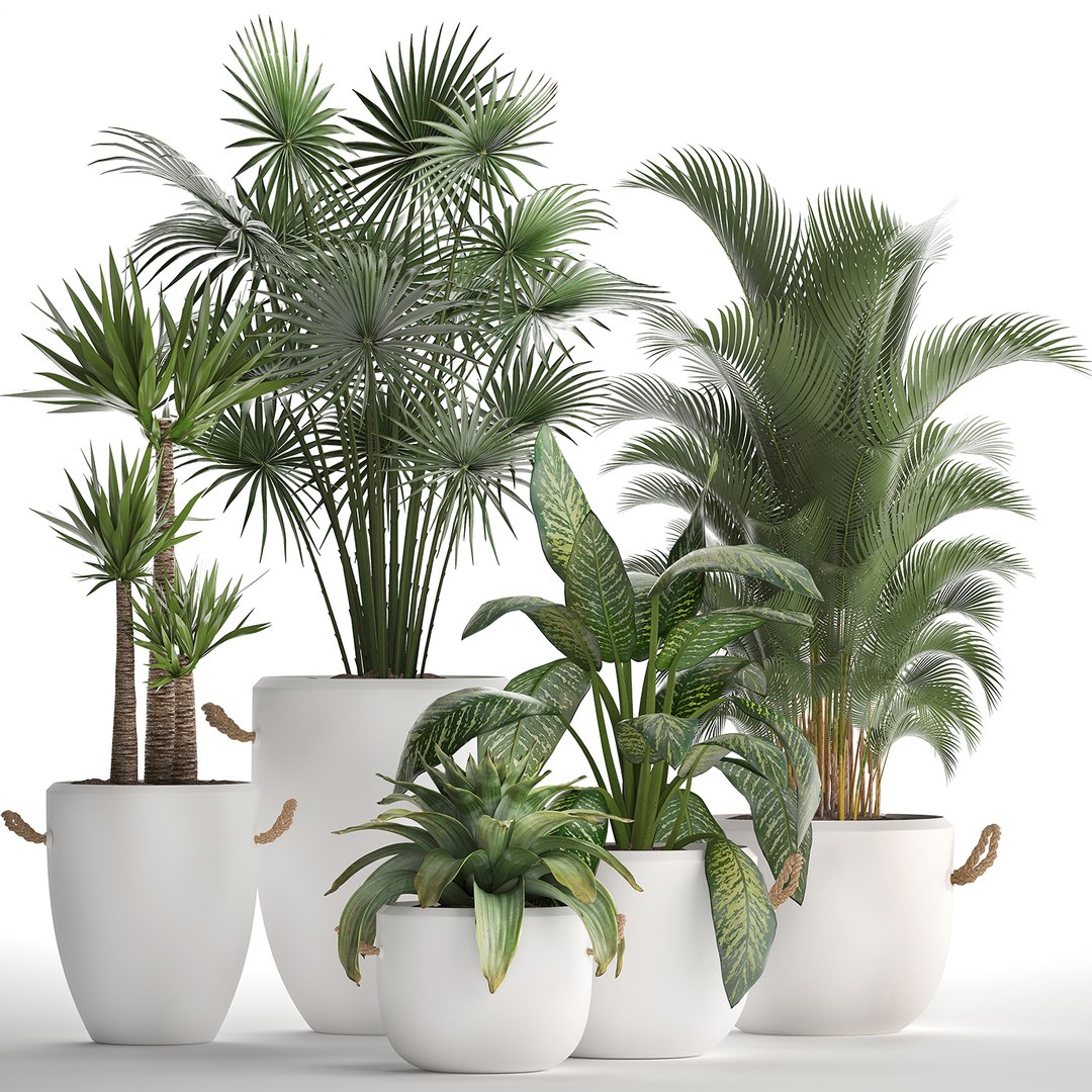 plants exotic 3D https://p.turbosquid.com/ts-thumb/kw/TjAAjG/xn6LCyQP/plantset2101202001/jpg/1579693969/1920x1080/fit_q87/5d6aeb6c02b0c57717faec9c0d91d7b8ed6872cf/plantset2101202001.jpg