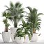 Collection of Exotic Plants 436