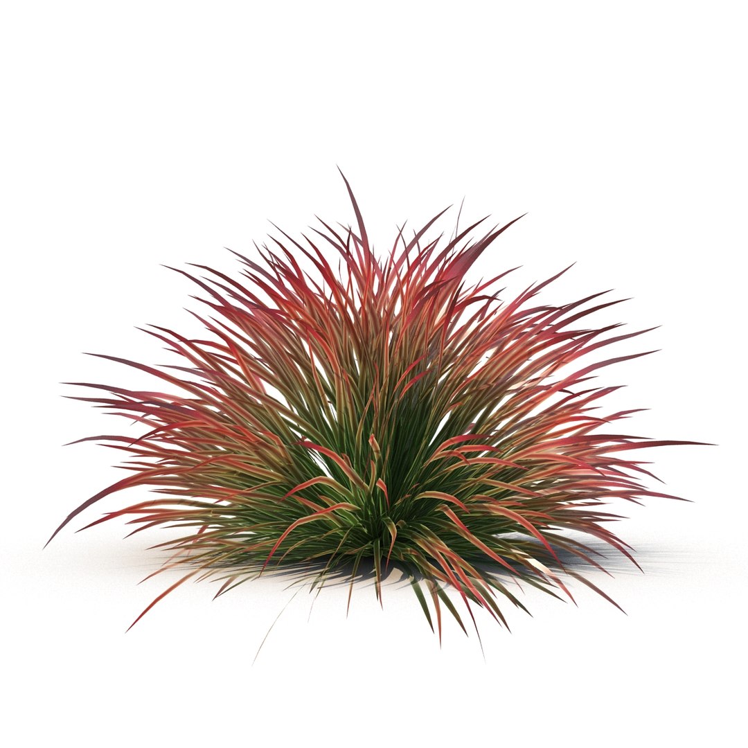 cherry sparkler fountain grass 3D https://p.turbosquid.com/ts-thumb/kw/anEXnz/1VCTUT2f/5/jpg/1514961855/1920x1080/fit_q87/4f5d2e46caa6e3b4c78ab17f06cecb6e39f807af/5.jpg
