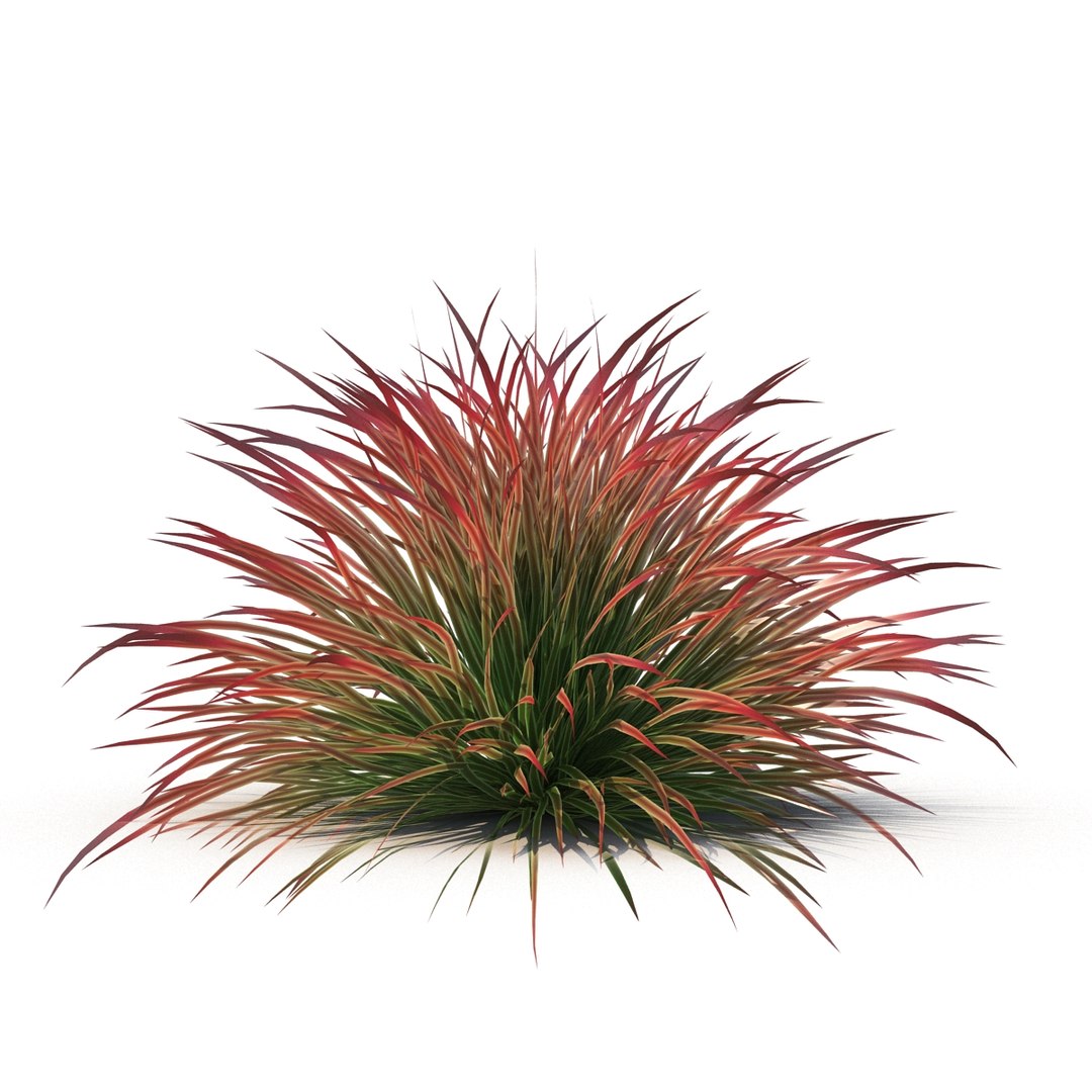 cherry sparkler fountain grass 3D https://p.turbosquid.com/ts-thumb/kw/anEXnz/1uZQSYjn/6/jpg/1514961855/1920x1080/fit_q87/f471f7663cdf113d74fc2199857cbe7588c23c09/6.jpg